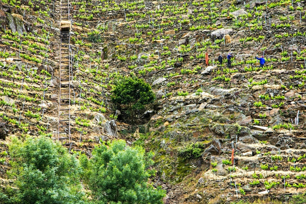 Ribeira Sacra vinos