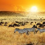 Guía para disfrutar de Kenia, la cuna de los safaris.