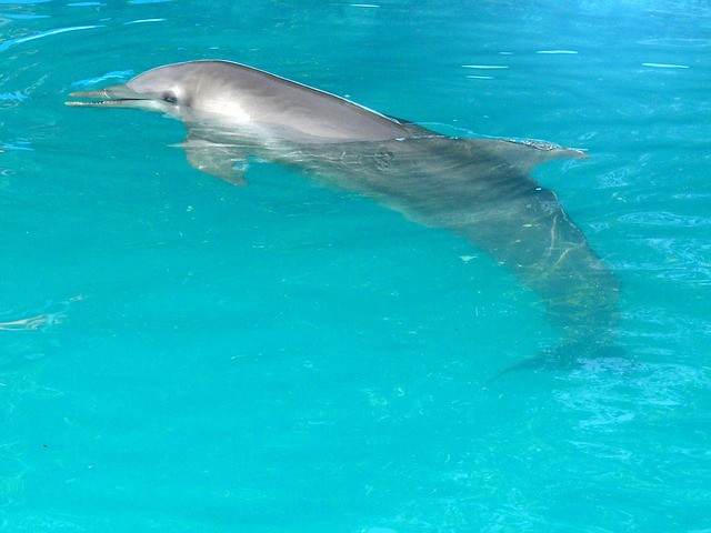 excursiones punta cana nado con delfines