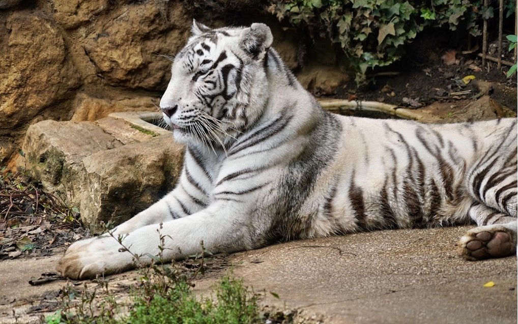 Zoo Santillana del mar