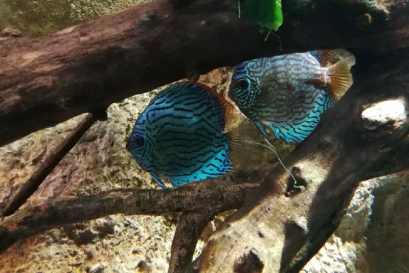 peces acuario zaragoza