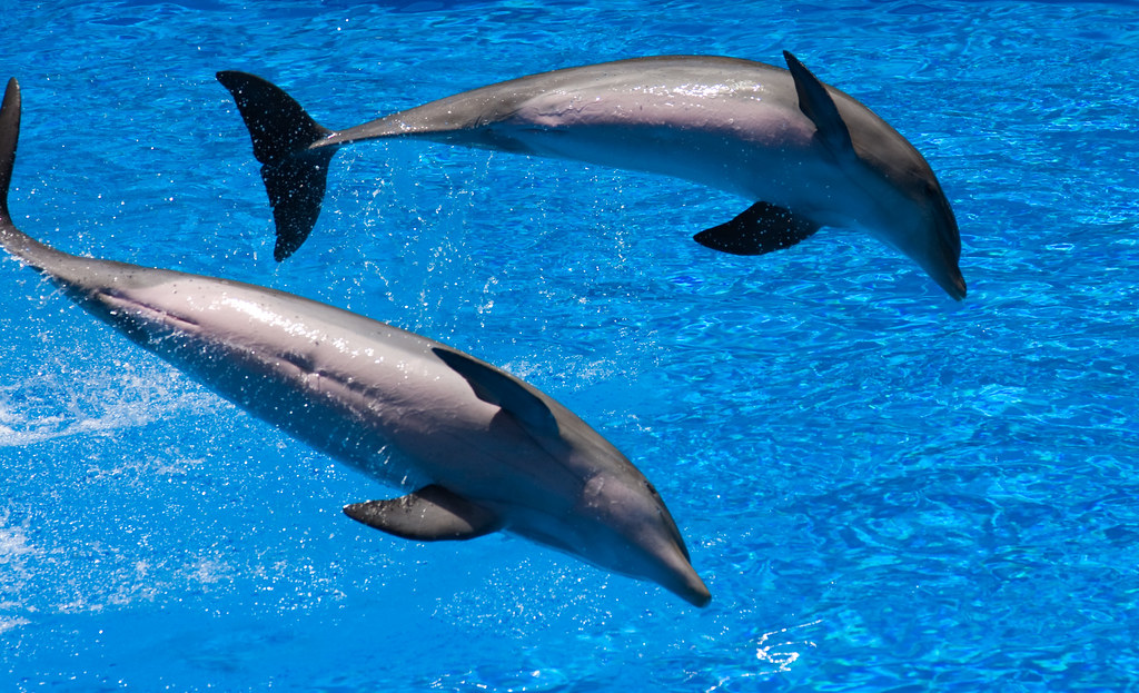 Acualand Costa Adeje que ver en Tenerife con niños