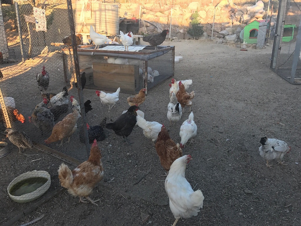 Casas rurales con granja para ir con niños y disfrutar en familia Casas rurales con granja para ir con niños y disfrutar en familia
