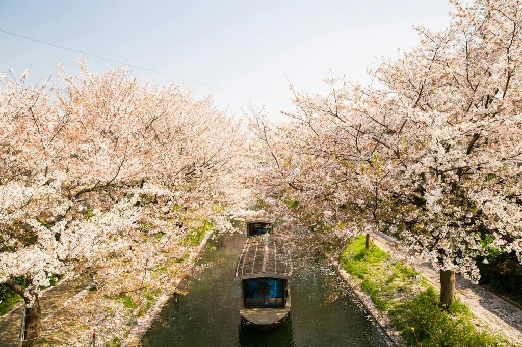 floracion cerezos en Japón