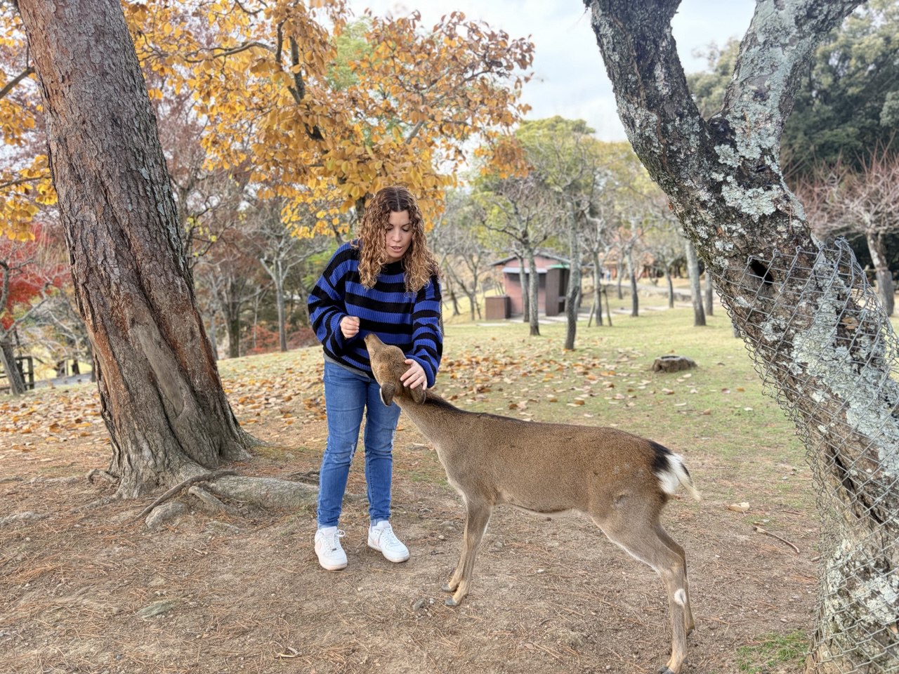 Cómo visitar Nara: Mi ruta de 1 día con ciervos, templos y mochis