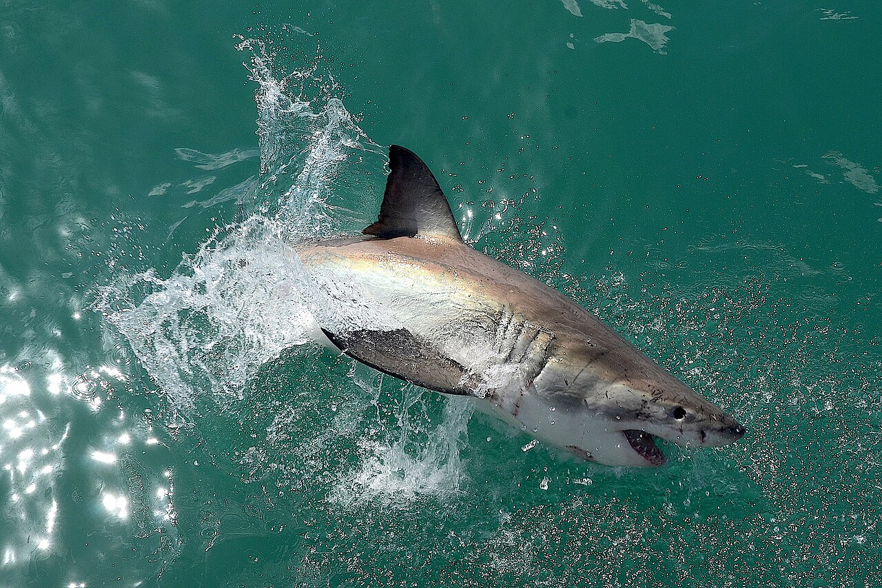 Gran tiburón blanco saliendo del agua cerca de Gansbaai, Sudáfrica