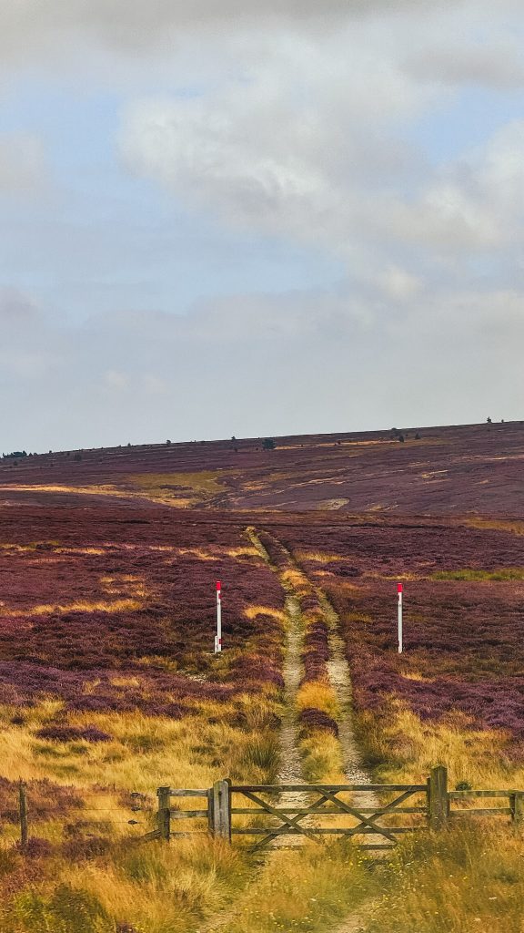 Campos de brezo púrpura en el Parque Nacional de North York Moors