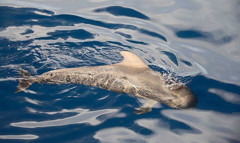 Calderón tropical (Globicephala macrorhynchus) en aguas de Tenerife
