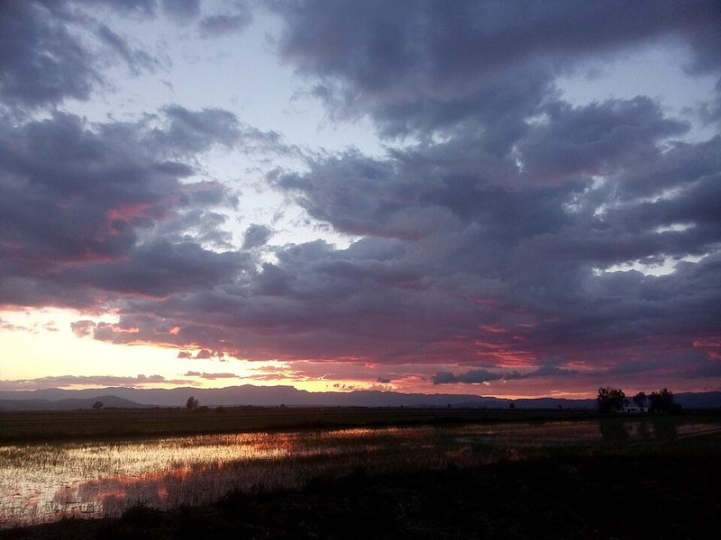 Puesta de sol sobre los arrozales del Delta del Ebro