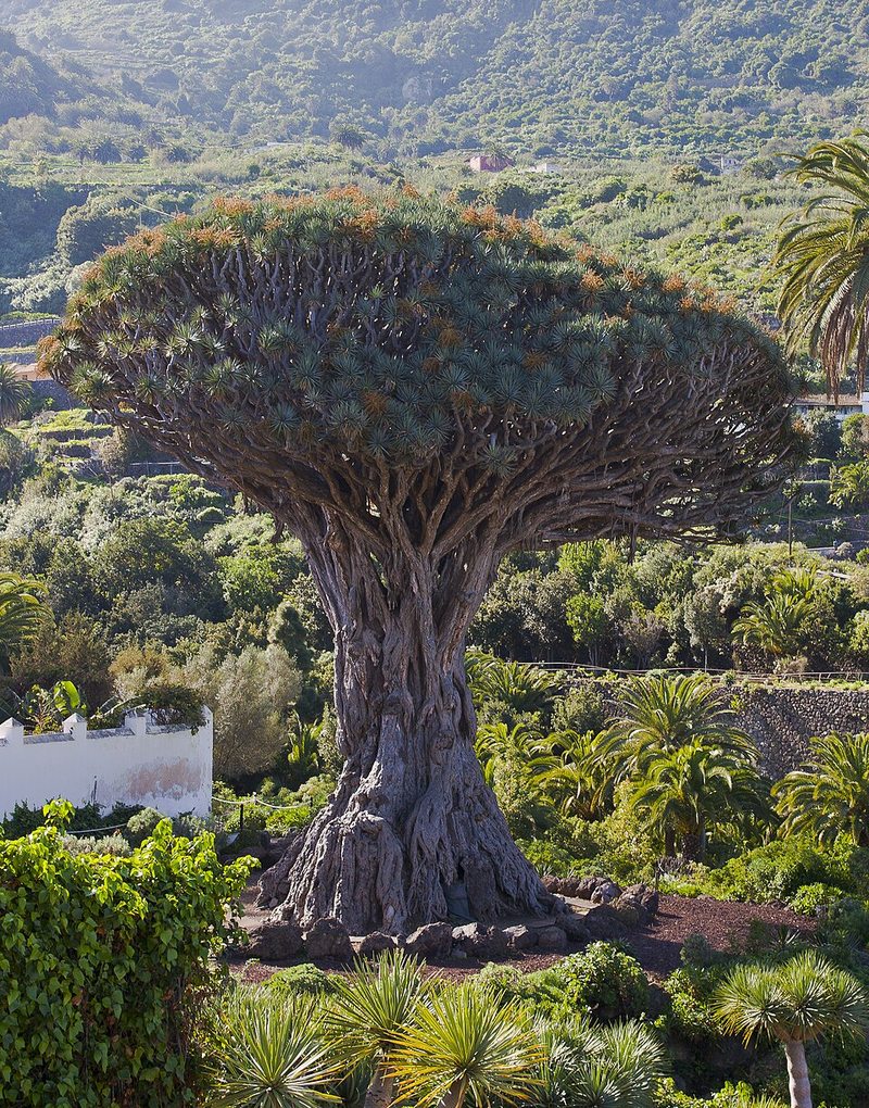 Drago Milenario en el Parque del Drago, Icod de los Vinos, Tenerife