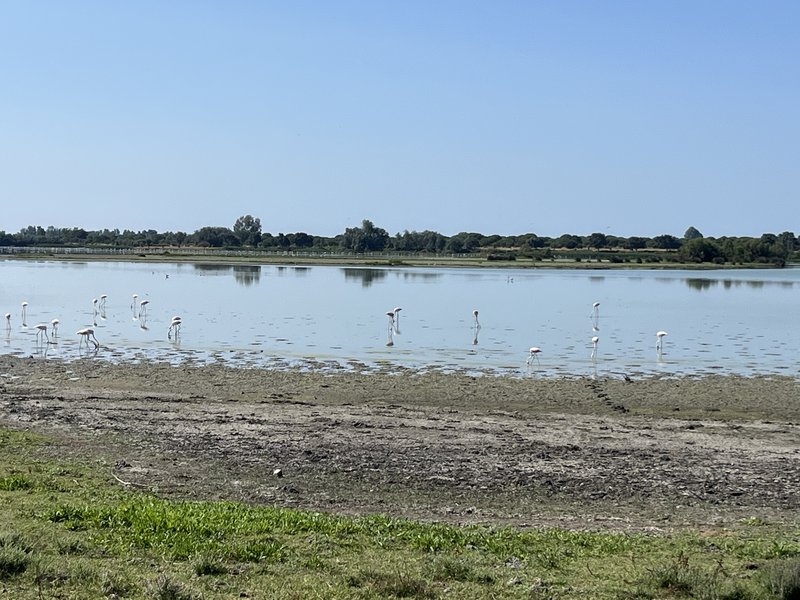 Flamencos alimentándose en la marisma de Doñana junto a El Rocío