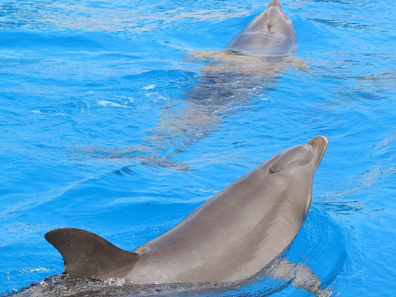 Delfines en Mundomar, Benidorm