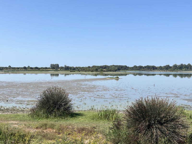 Paisaje de la marisma de Doñana junto a la aldea de El Rocío