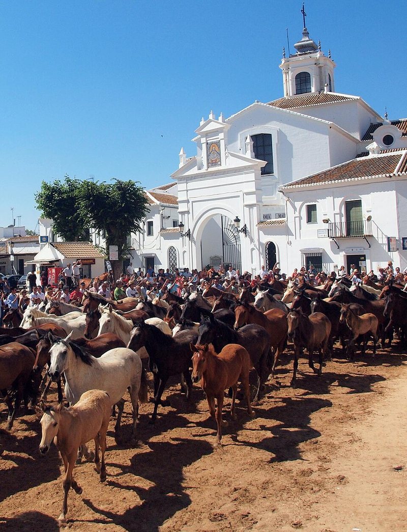 Yeguas y potros marismeños durante la Saca de las Yeguas frente a la ermita de El Rocío