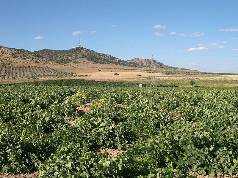 Viñedo cerca de Valdepeñas, Ciudad Real