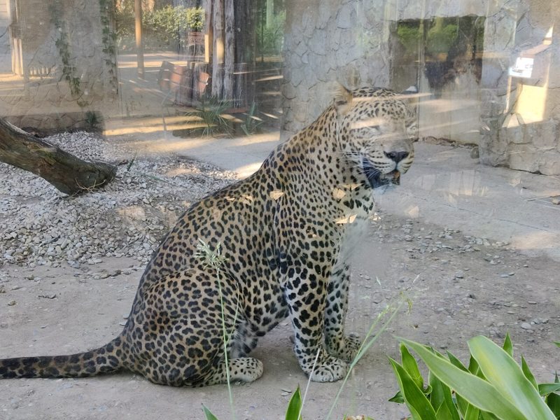 Leopardo en su recinto del Zoobotánico de Jerez de la Frontera