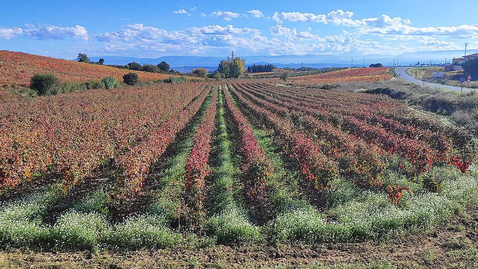 Viñedos rojizos en otoño en la Rioja Alavesa, cerca de Logroño