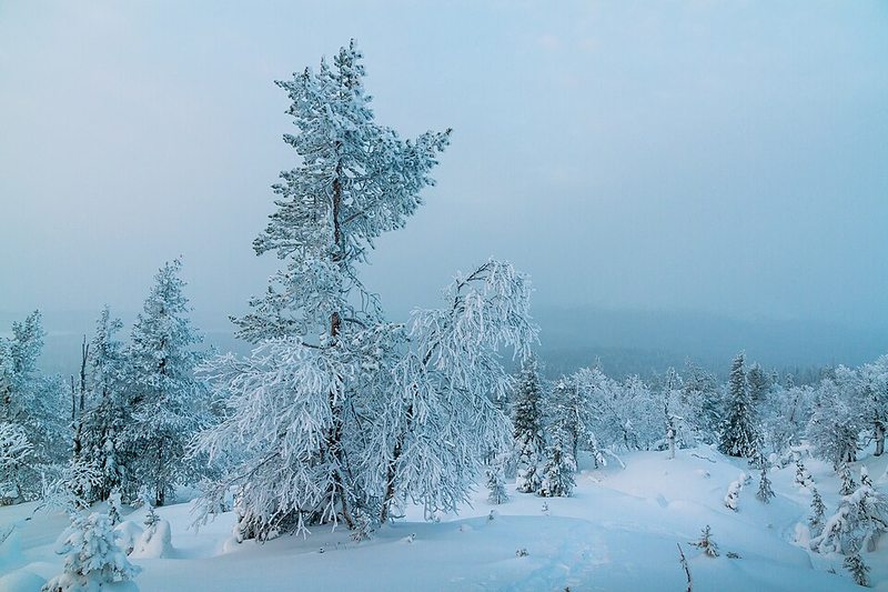Bosque nevado en Laponia en pleno invierno